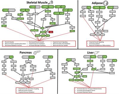 Dousing the flame: reviewing the mechanisms of inflammatory programming during stress-induced intrauterine growth restriction and the potential for ω-3 polyunsaturated fatty acid intervention